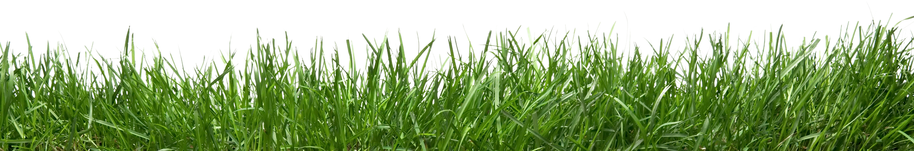 grass_bottom