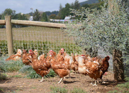 How Do Egg Farmers Treat Their Hens? | Sauder's Eggs