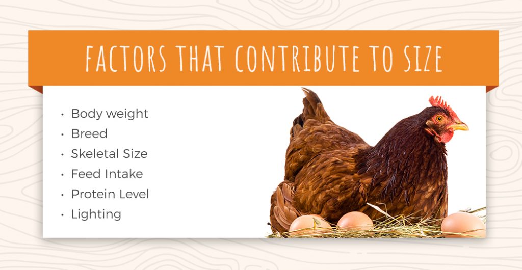 Different Sizes of Eggs A Guide Sauder's Eggs