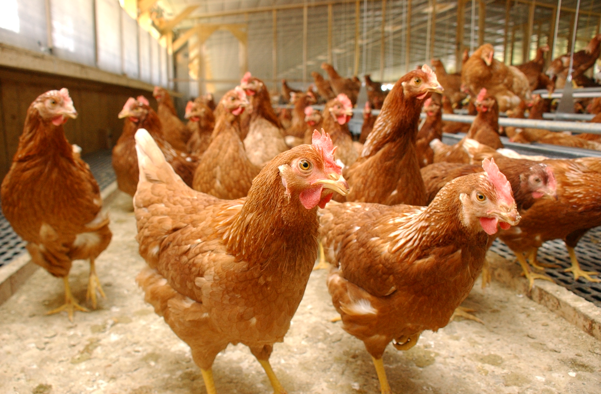 Amos Stoltzfus Sauder's Eggs