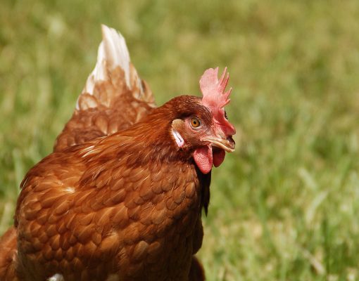 Cage Free Brown Hen