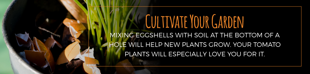 Cultivating Your Garden with Eggshells in Soil