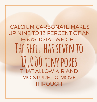 Egg Shell Contain 7 to 17,000 Pores