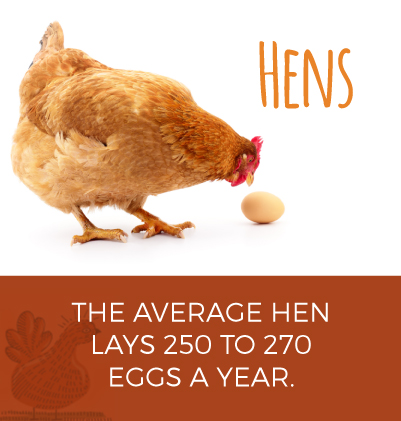 Hens Lay 250-270 Eggs a Year