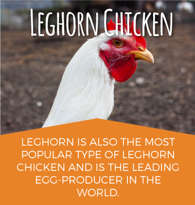 Leghorn Chicken Breed