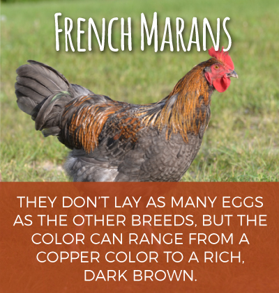 French Marans