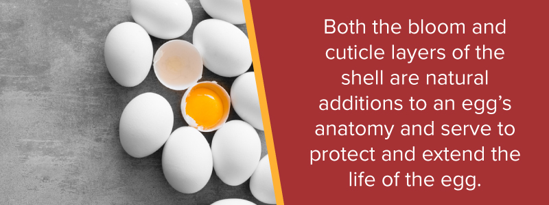 Both the bloom and cuticle layers of the shell are natural additions to an egg's anatomy