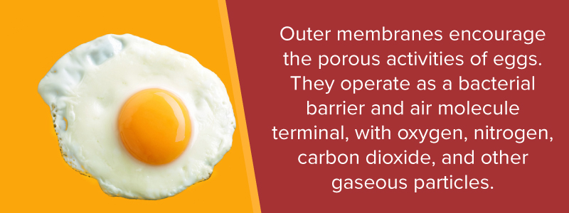 Outer membranes encourage the porous activities of eggs. They operate as a bacterial barrier and air molecule terminal, with oxygen, nitrogen, carbon dioxide and other gaseous materials