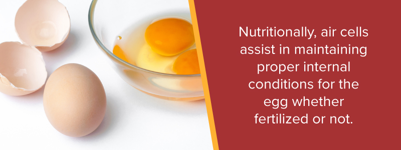 Nutritionally, air cells assist in maintaining proper internal conditions for the egg whether fertilized or not.