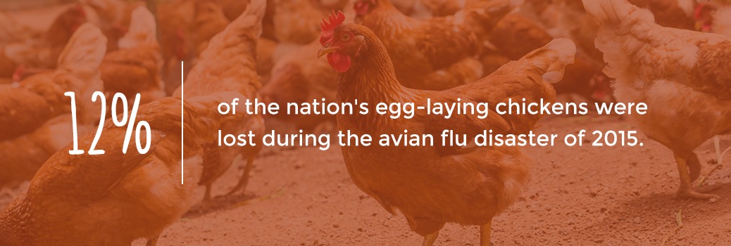 outbreaks like the avian flu can impact the supply chain of eggs