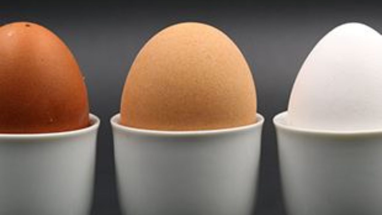 3 eggs campestre.al.gov.br