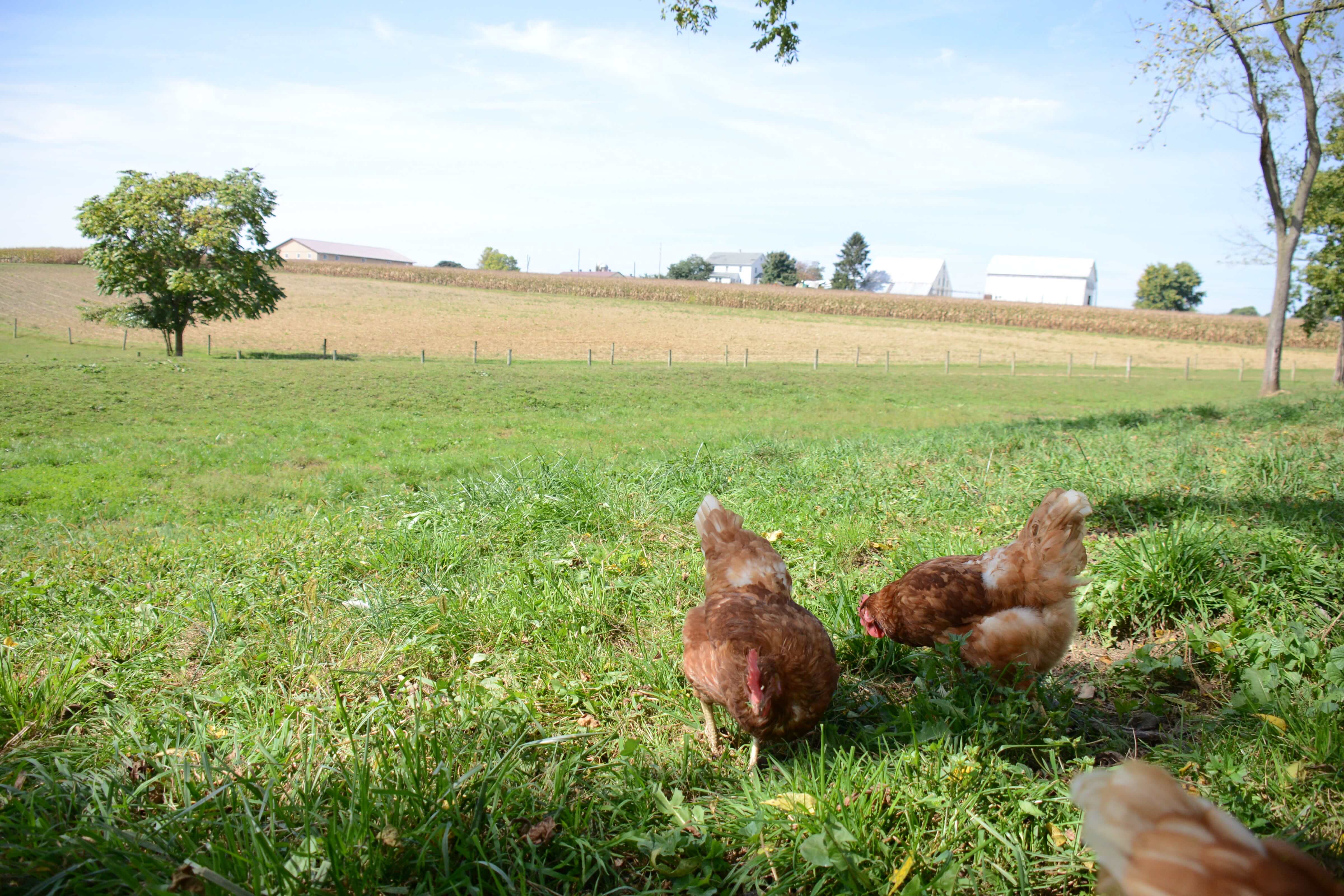 pasture raised chickens