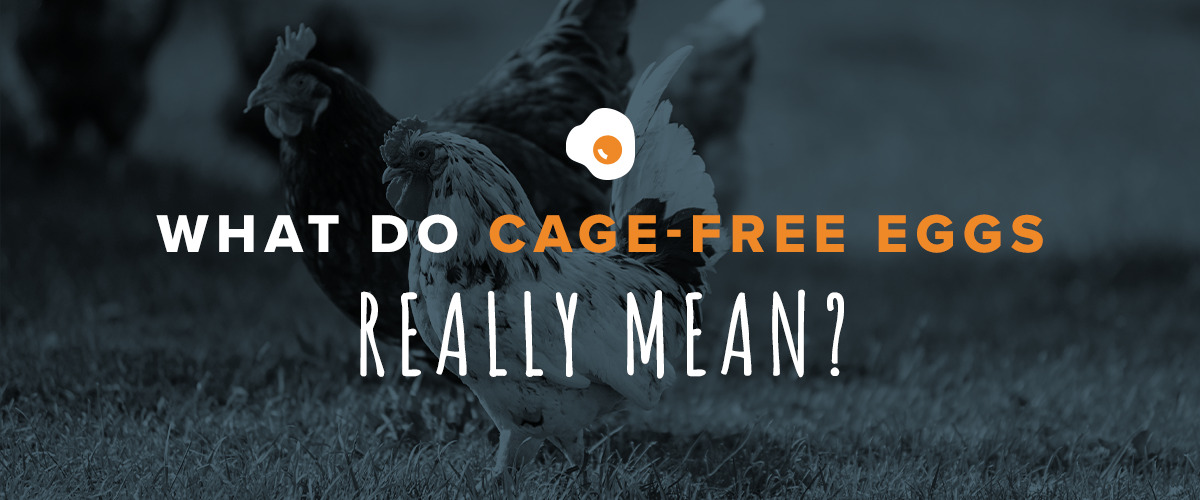 a poster that says what do cage-free eggs really mean